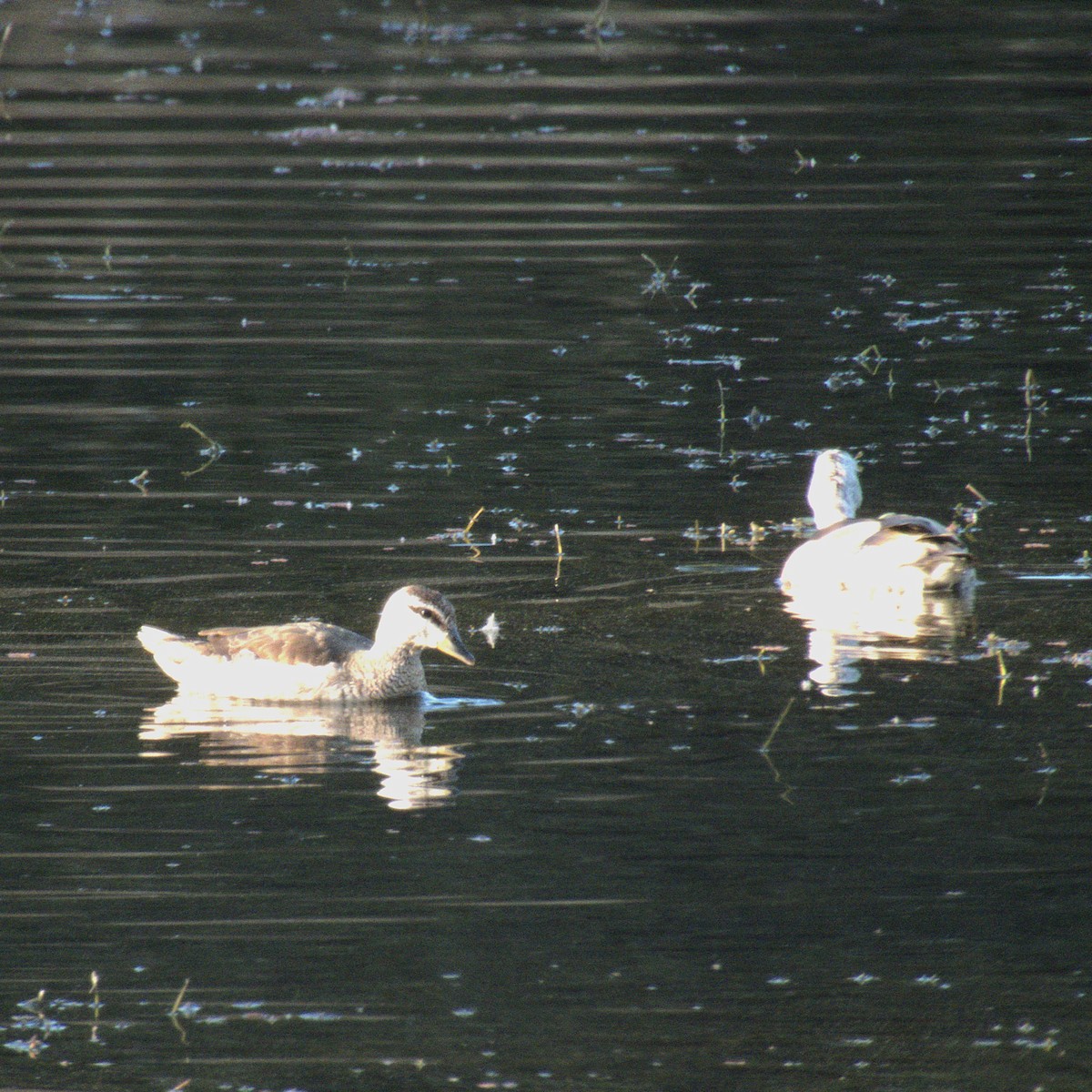 eBird Checklist - 15 Dec 2024 - Pench National Park--Sillari Gate - 24 ...