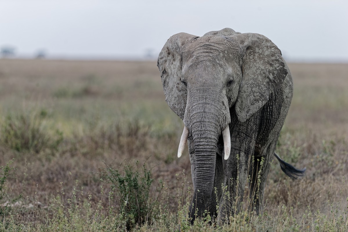 African Savanna Elephant - ML659049377