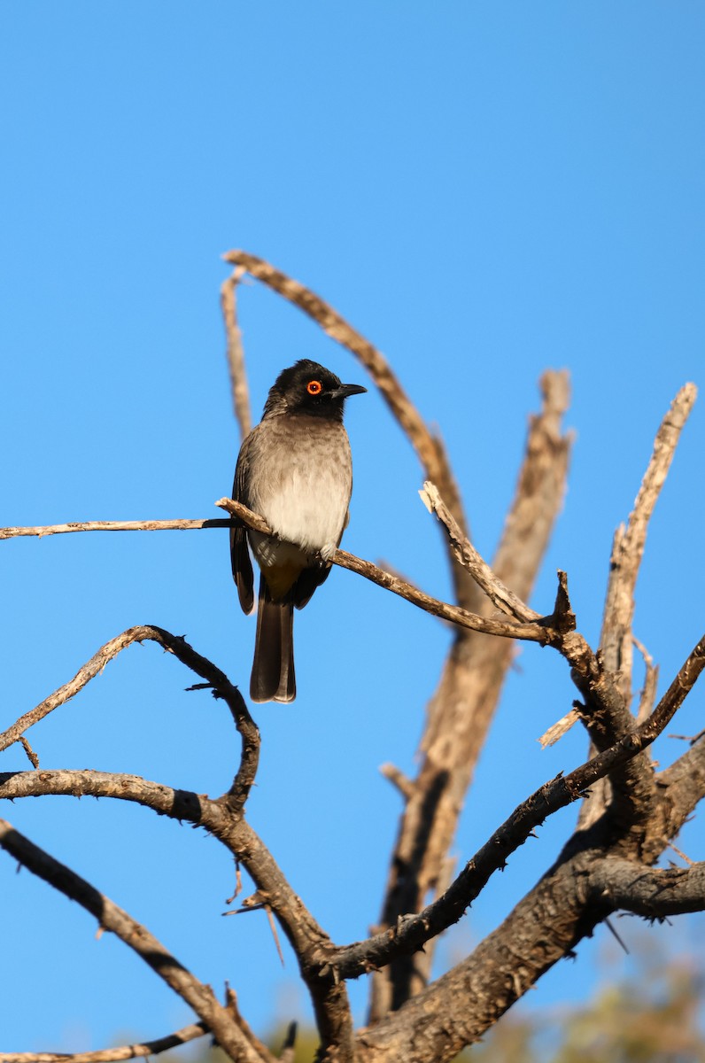 Black-fronted Bulbul - ML659049378
