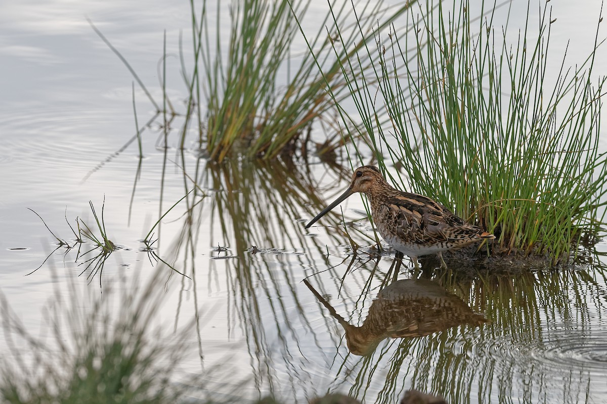 Common Snipe - ML659049424