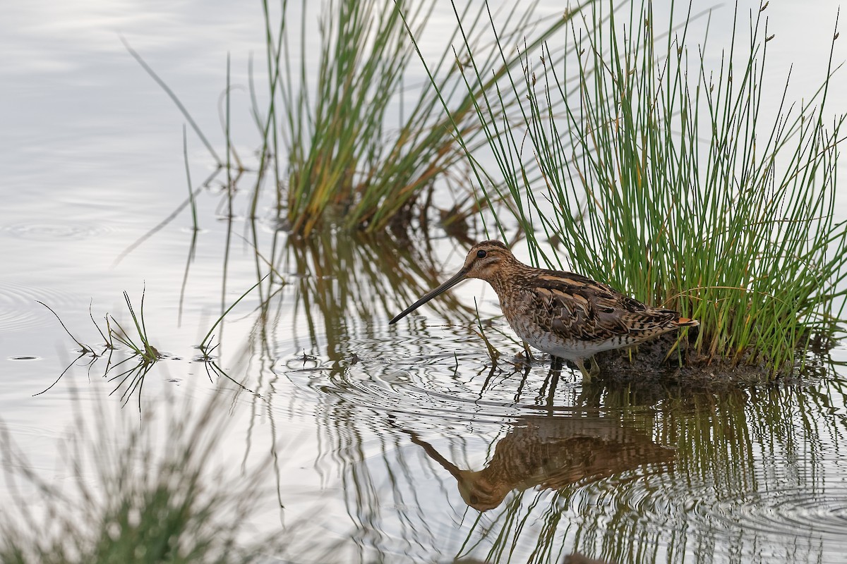 Common Snipe - ML659049425