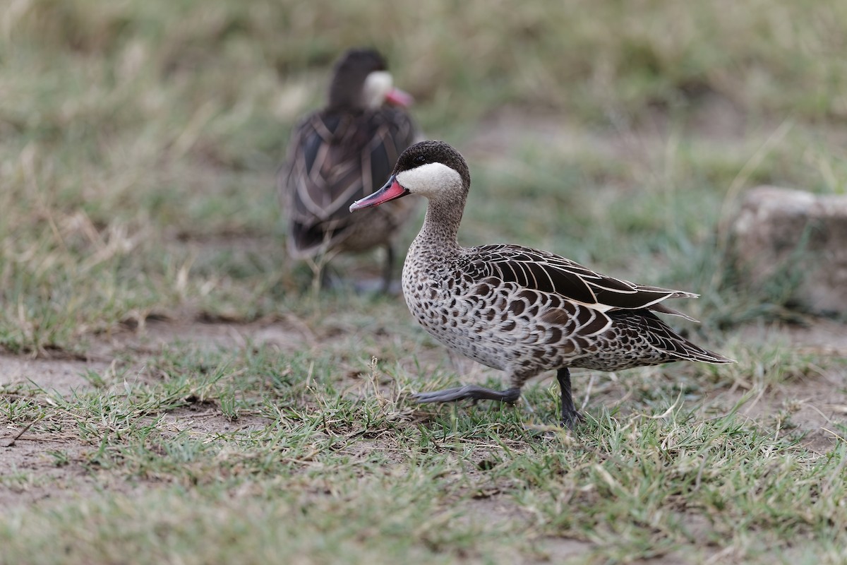 Red-billed Duck - ML659049429