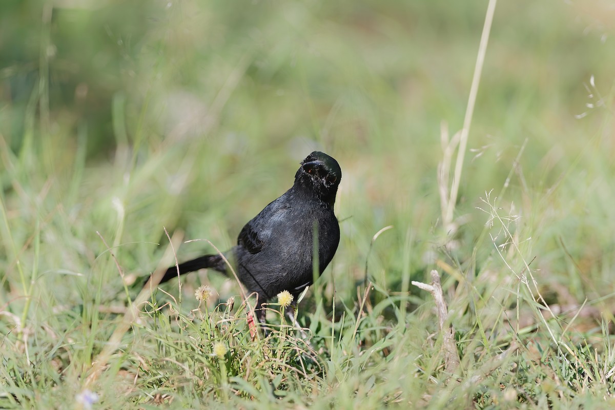 Slate-colored Boubou - ML659049478
