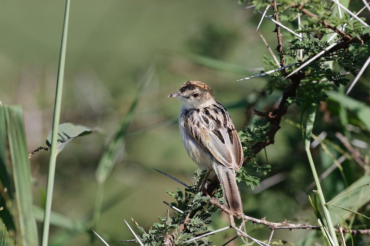 Winding Cisticola - ML659049510