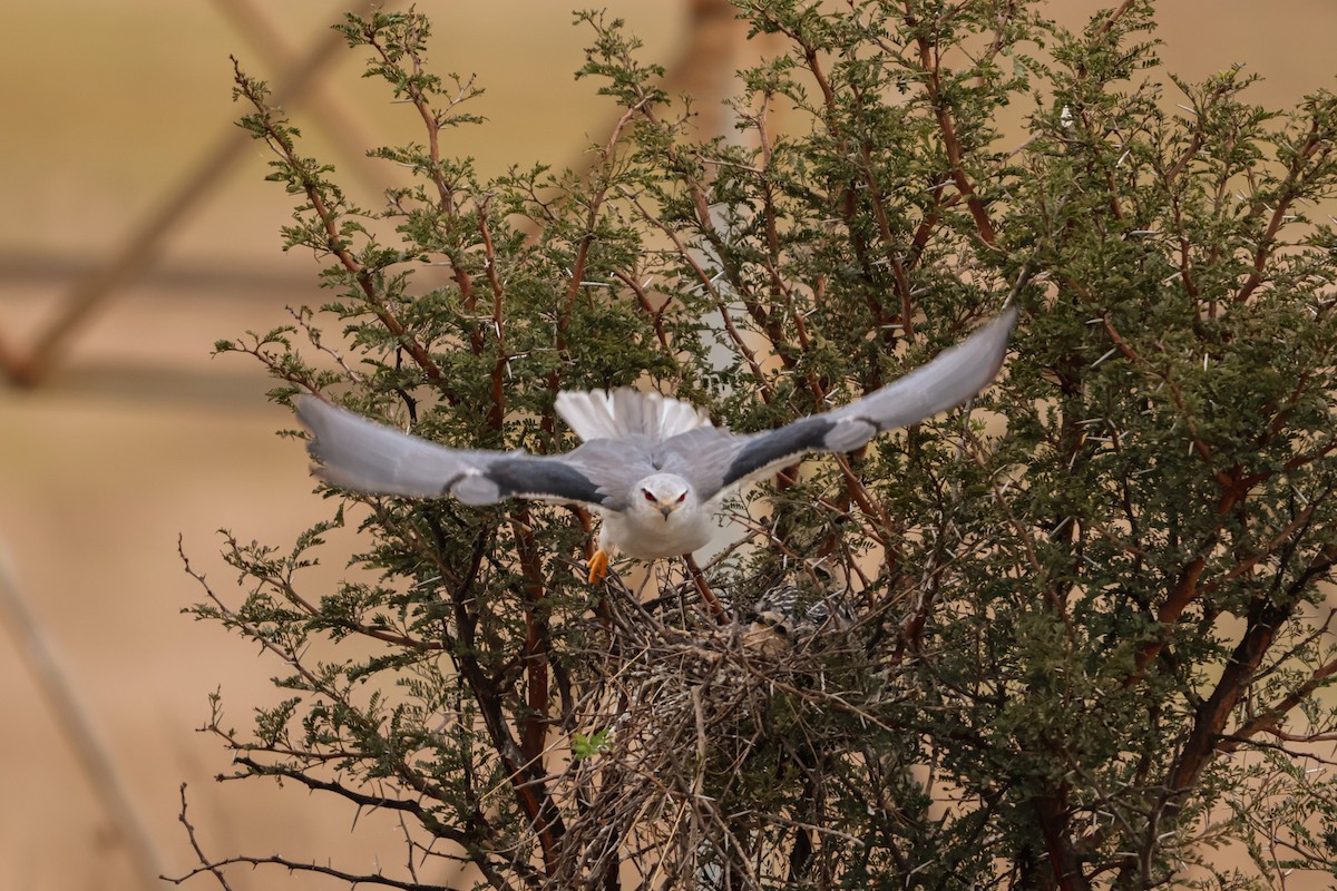 Black-winged Kite - ML659049584