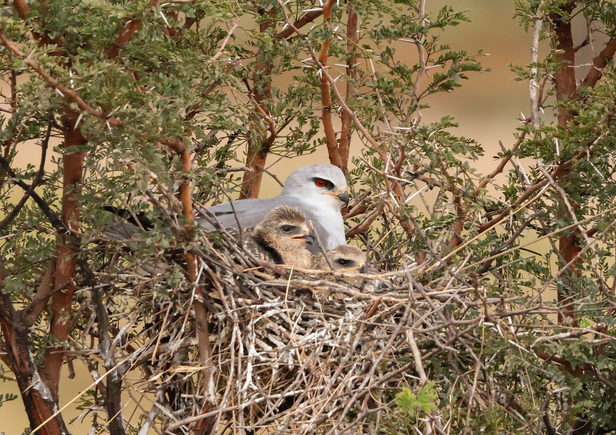 Black-winged Kite - ML659049591