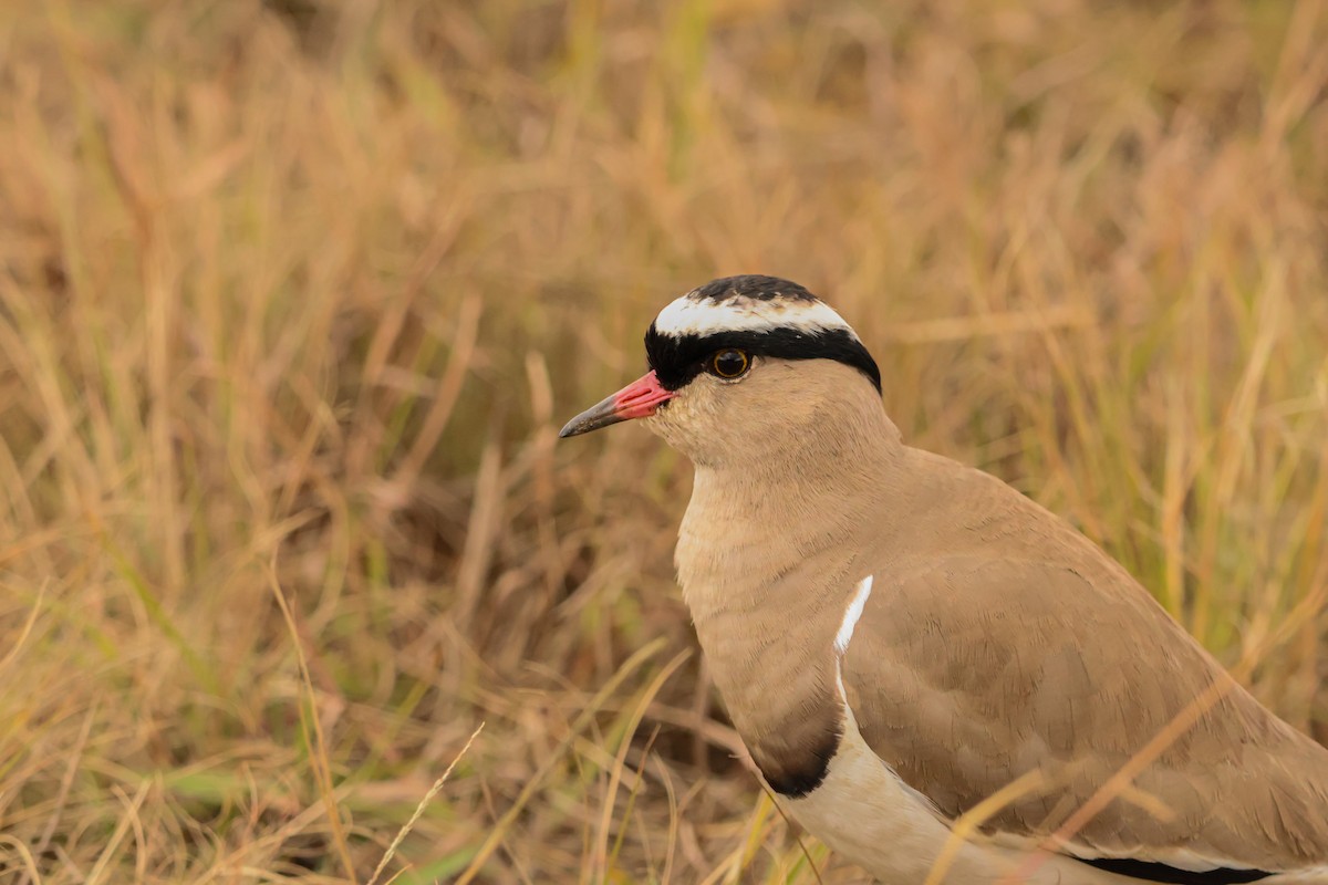 Crowned Lapwing - ML659049592