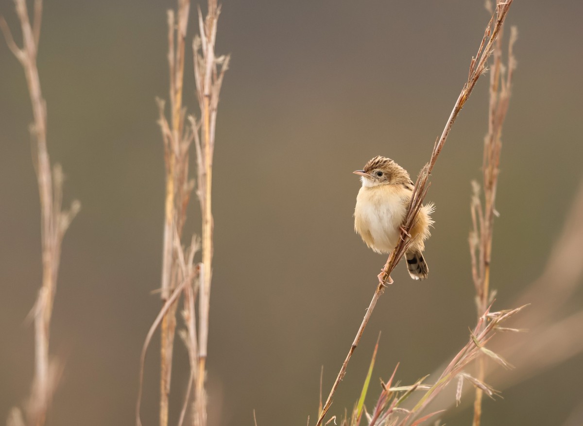 Zitting Cisticola - ML659049596