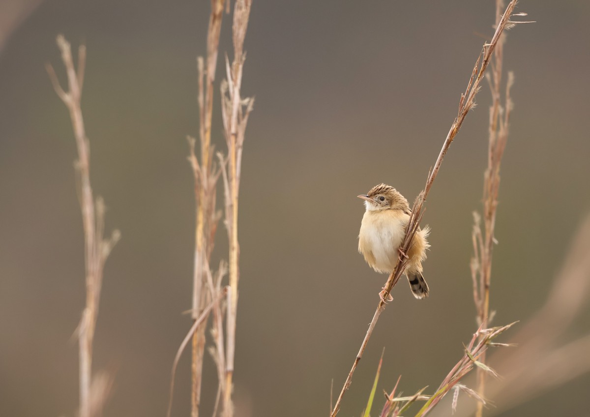 Zitting Cisticola - ML659049598