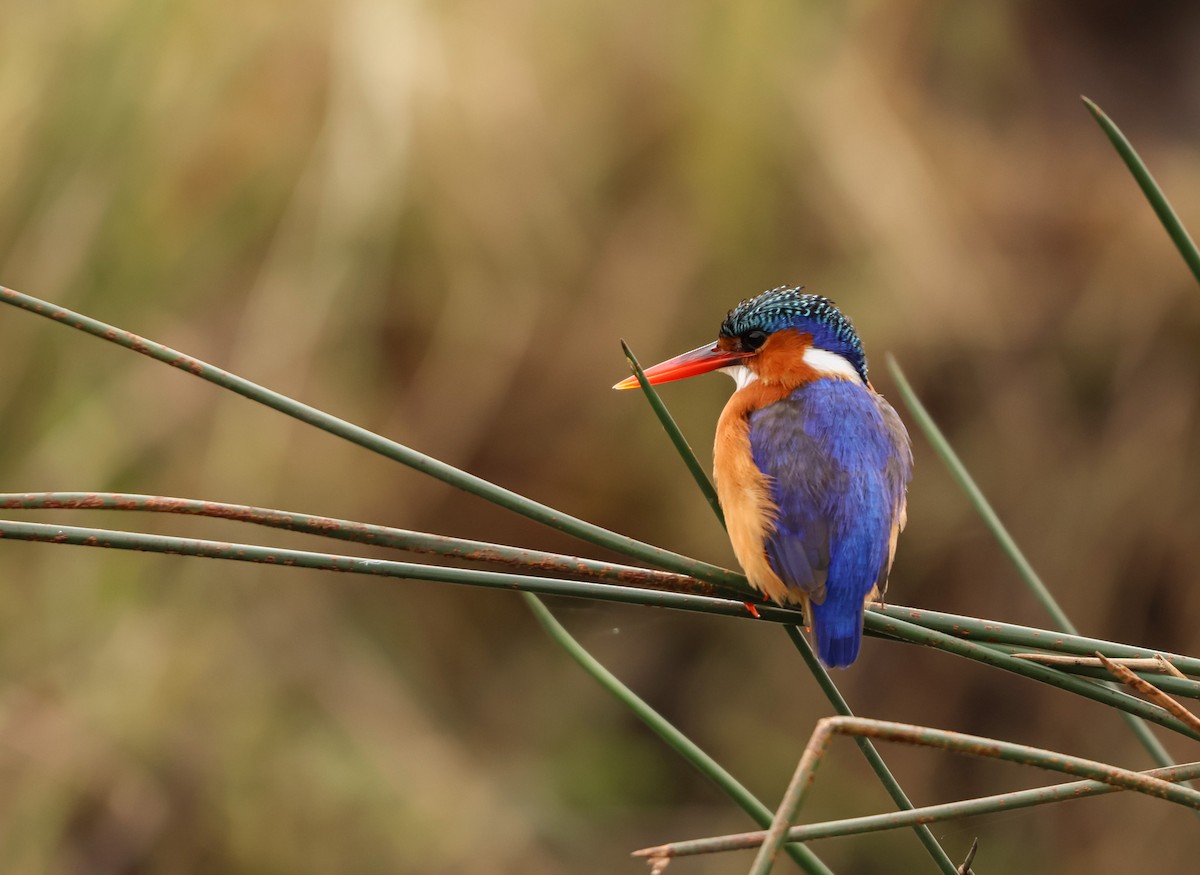 Malachite Kingfisher - ML659049600