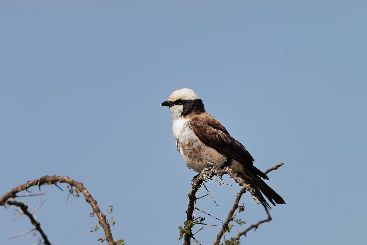 White-rumped Shrike - ML659049607