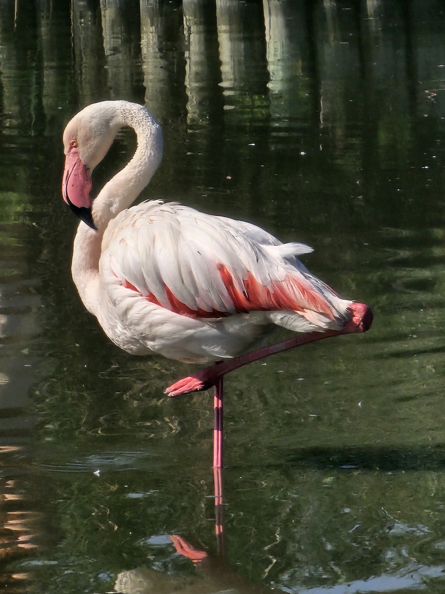Greater Flamingo - ML659050048
