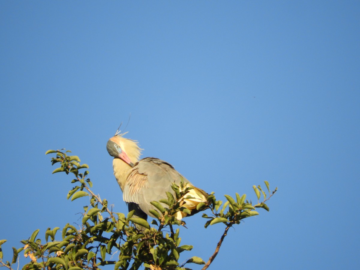 Whistling Heron - ML659050828