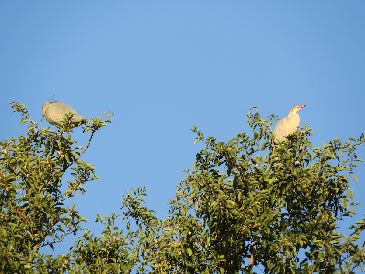 Whistling Heron - ML659050829