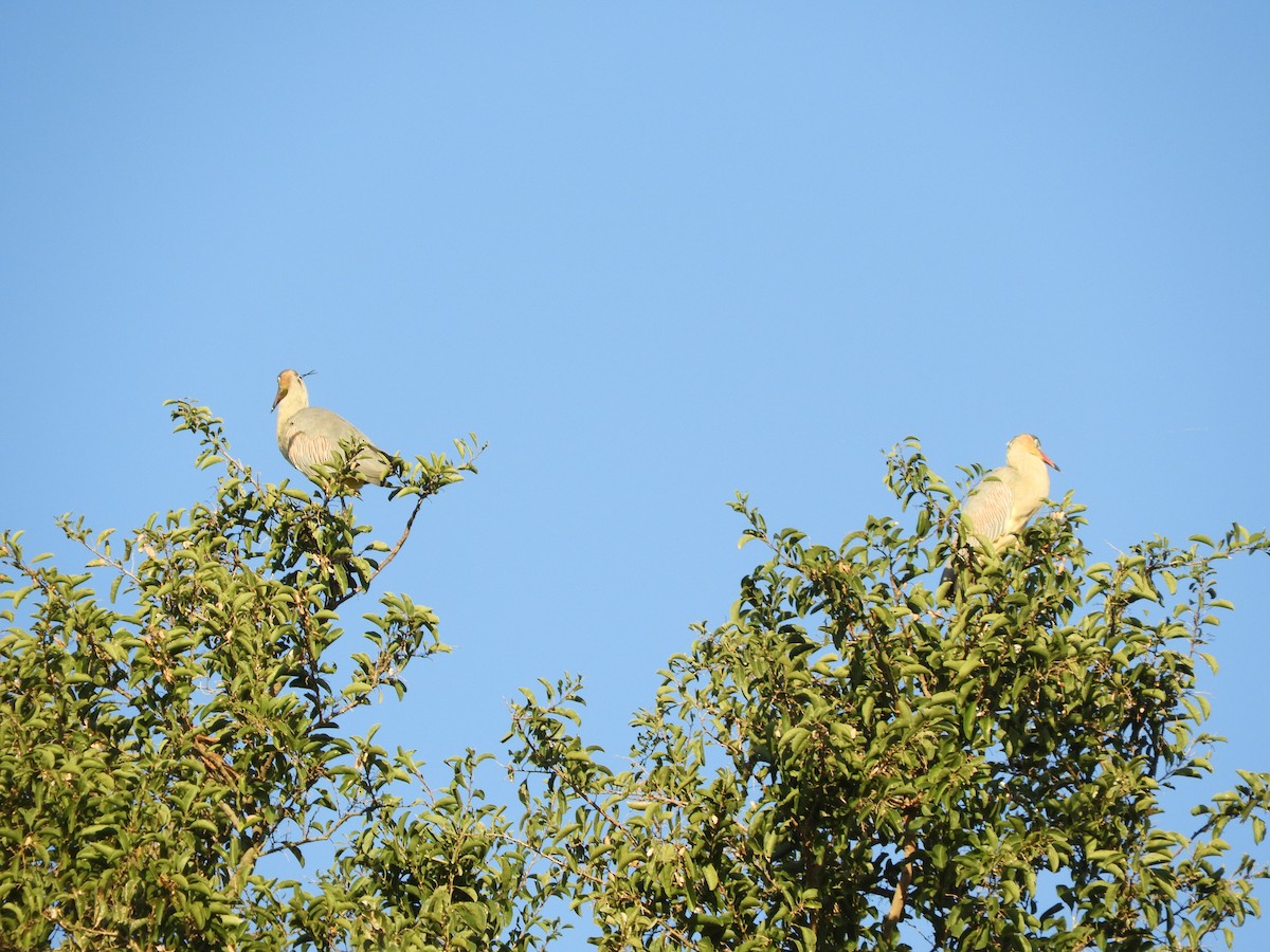 Whistling Heron - ML659050830