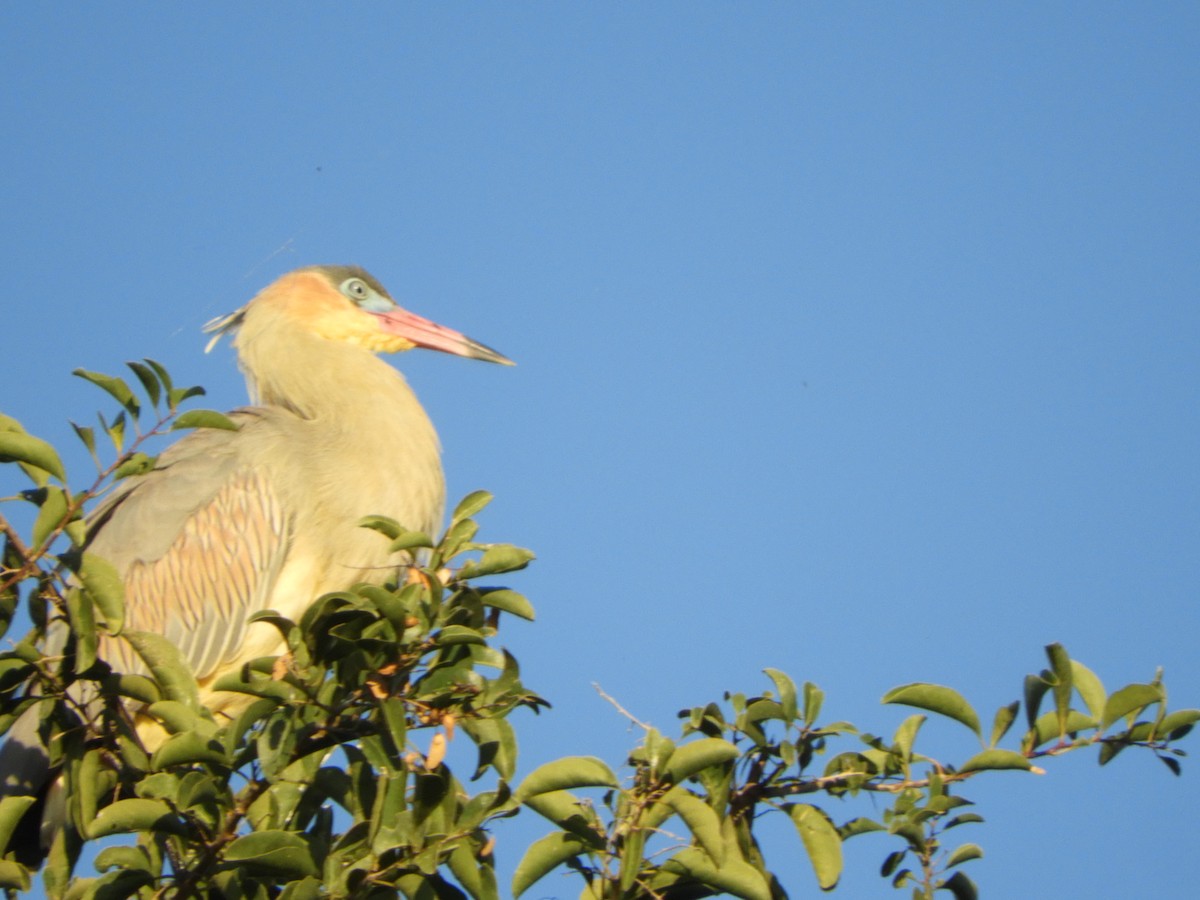 Whistling Heron - ML659050831