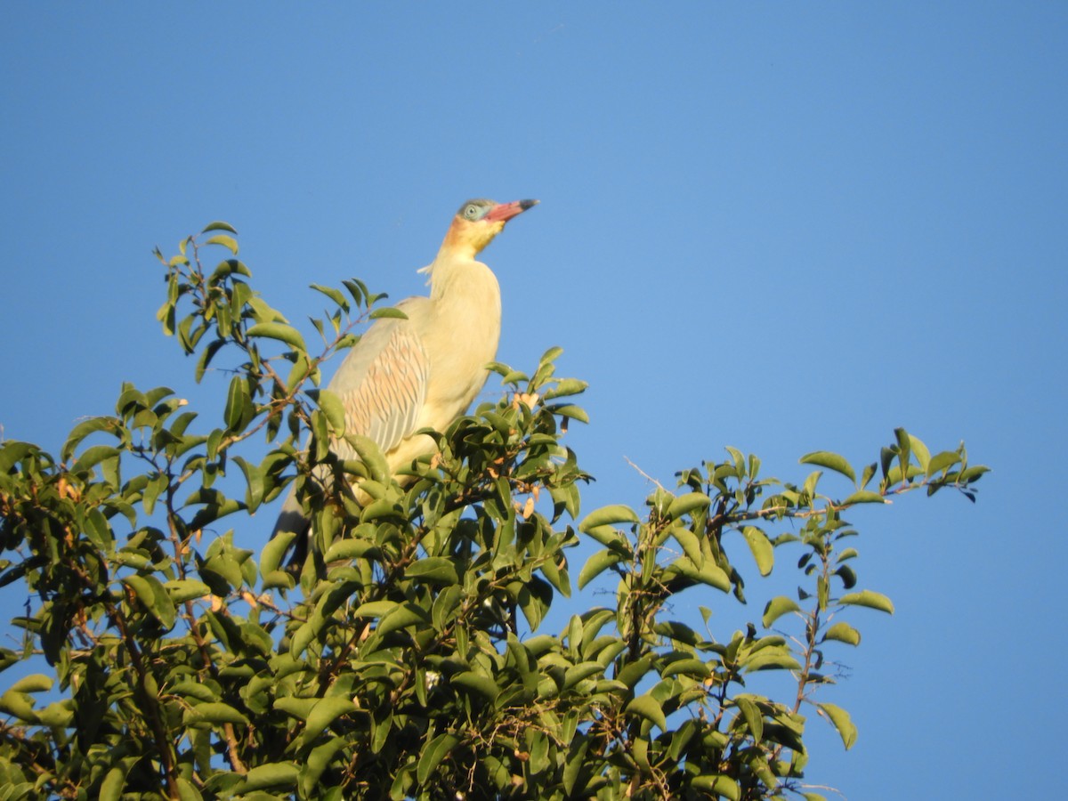 Whistling Heron - ML659050832