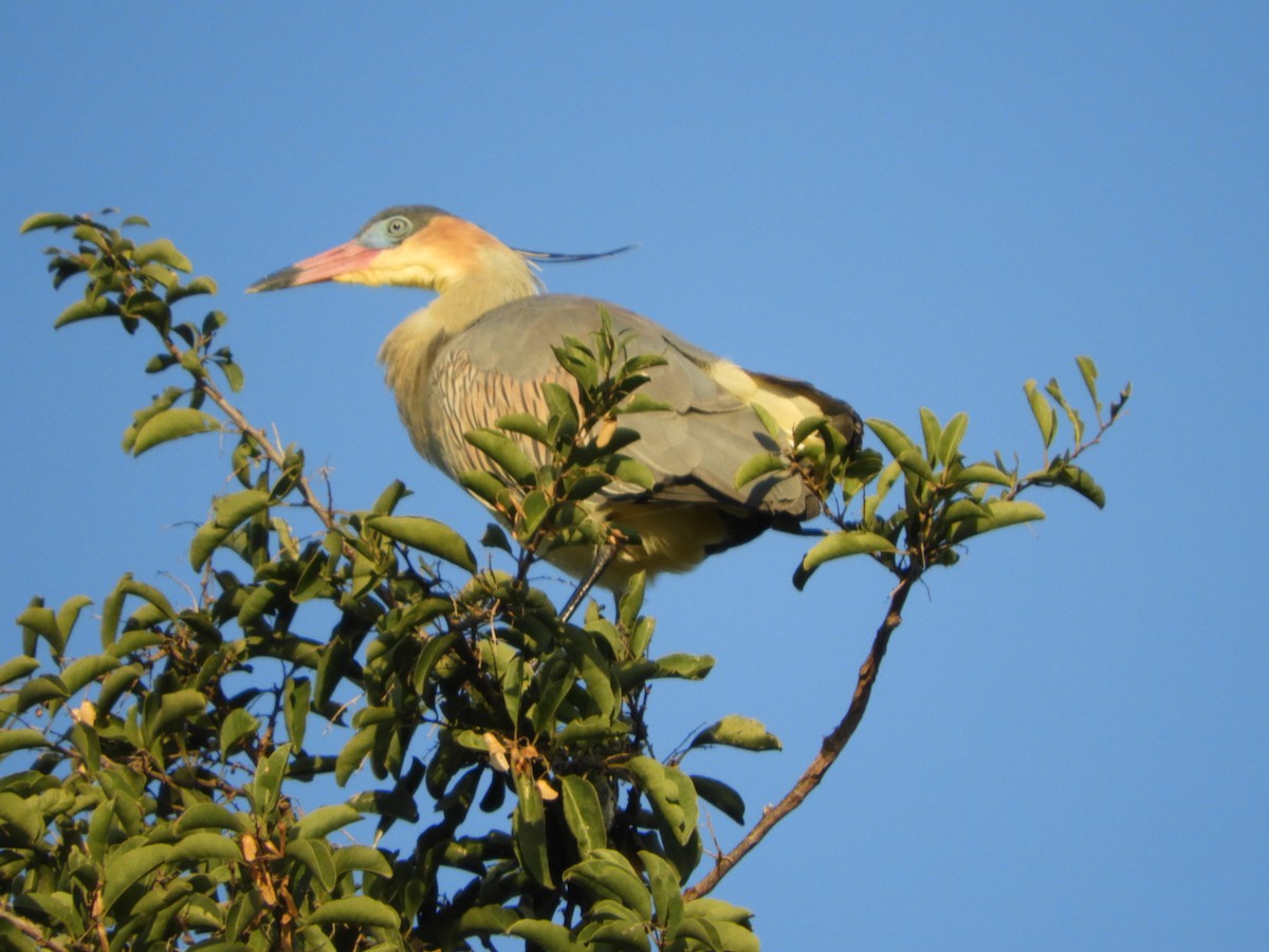 Whistling Heron - ML659050833
