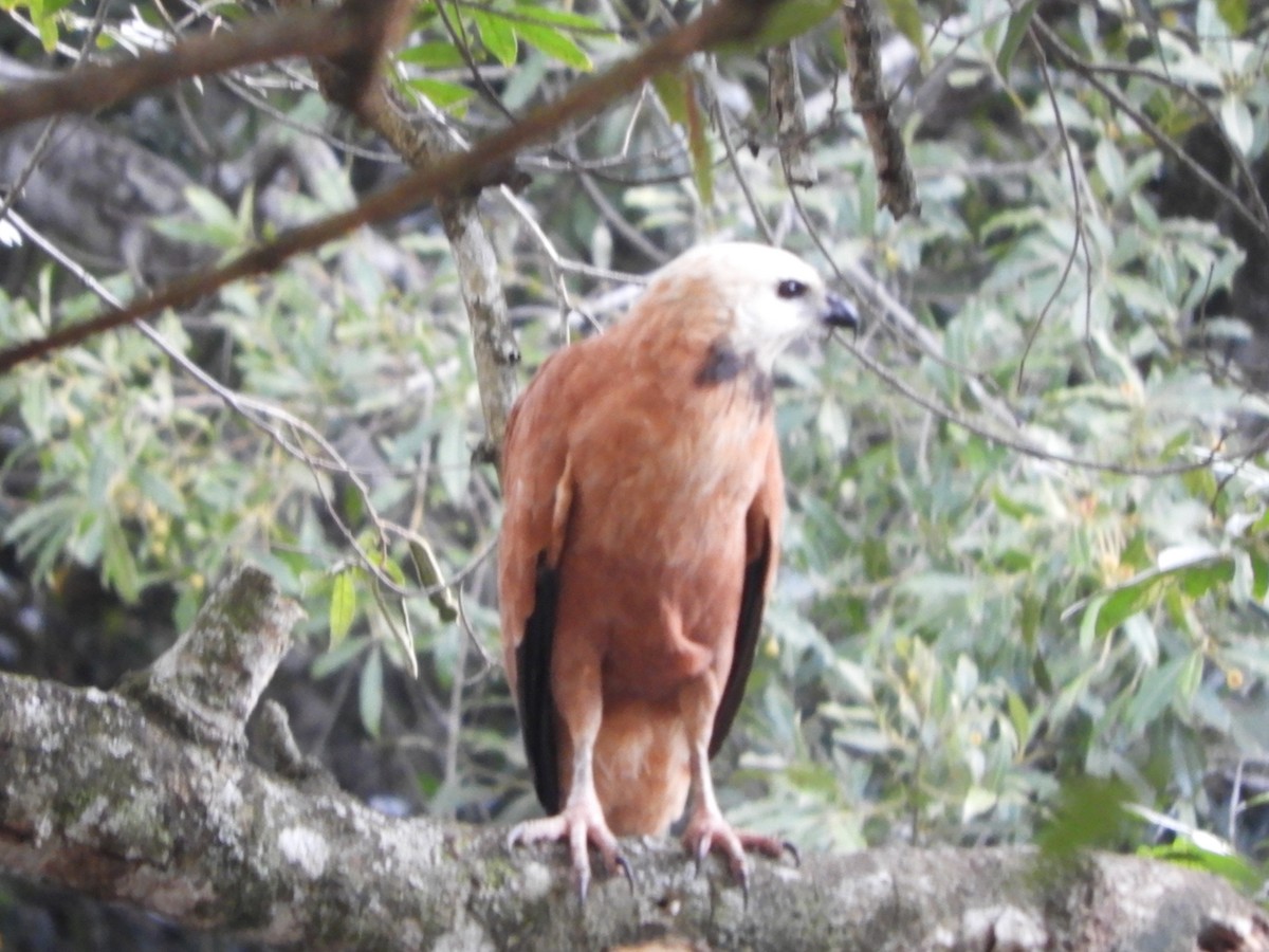 Black-collared Hawk - ML659050839