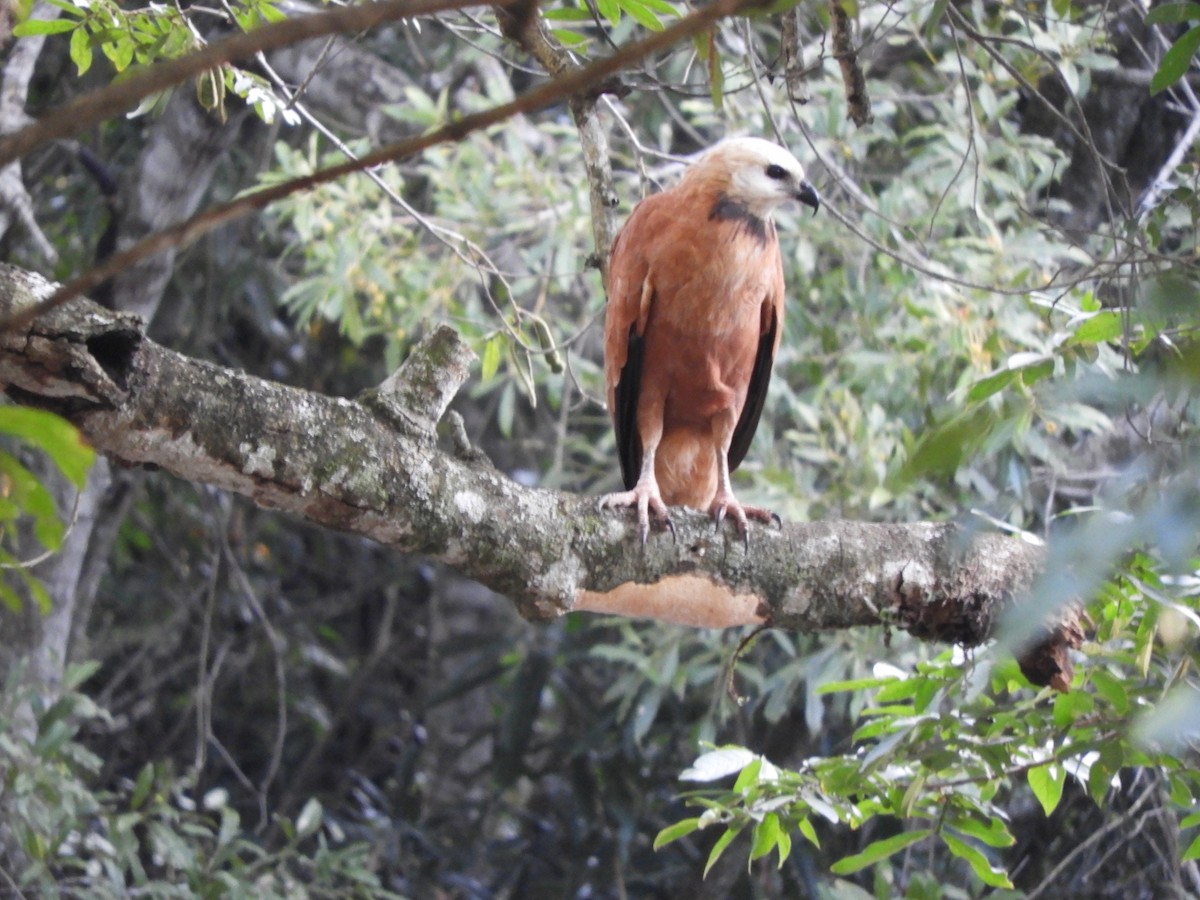 Black-collared Hawk - ML659050840