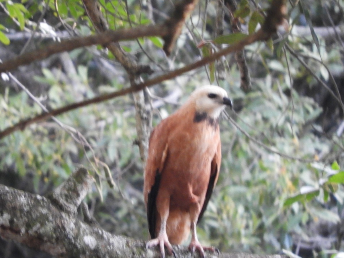 Black-collared Hawk - ML659050841
