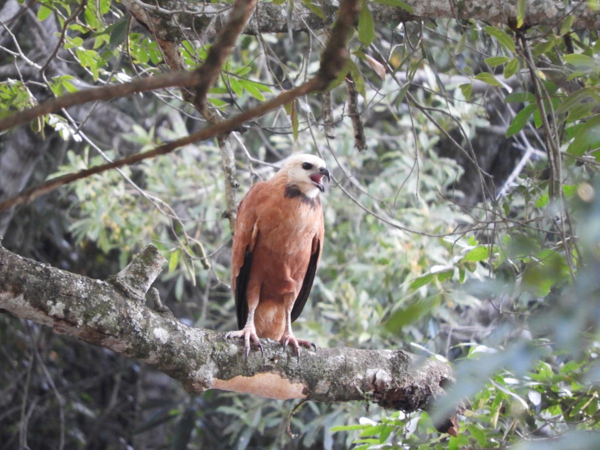 Black-collared Hawk - ML659050842