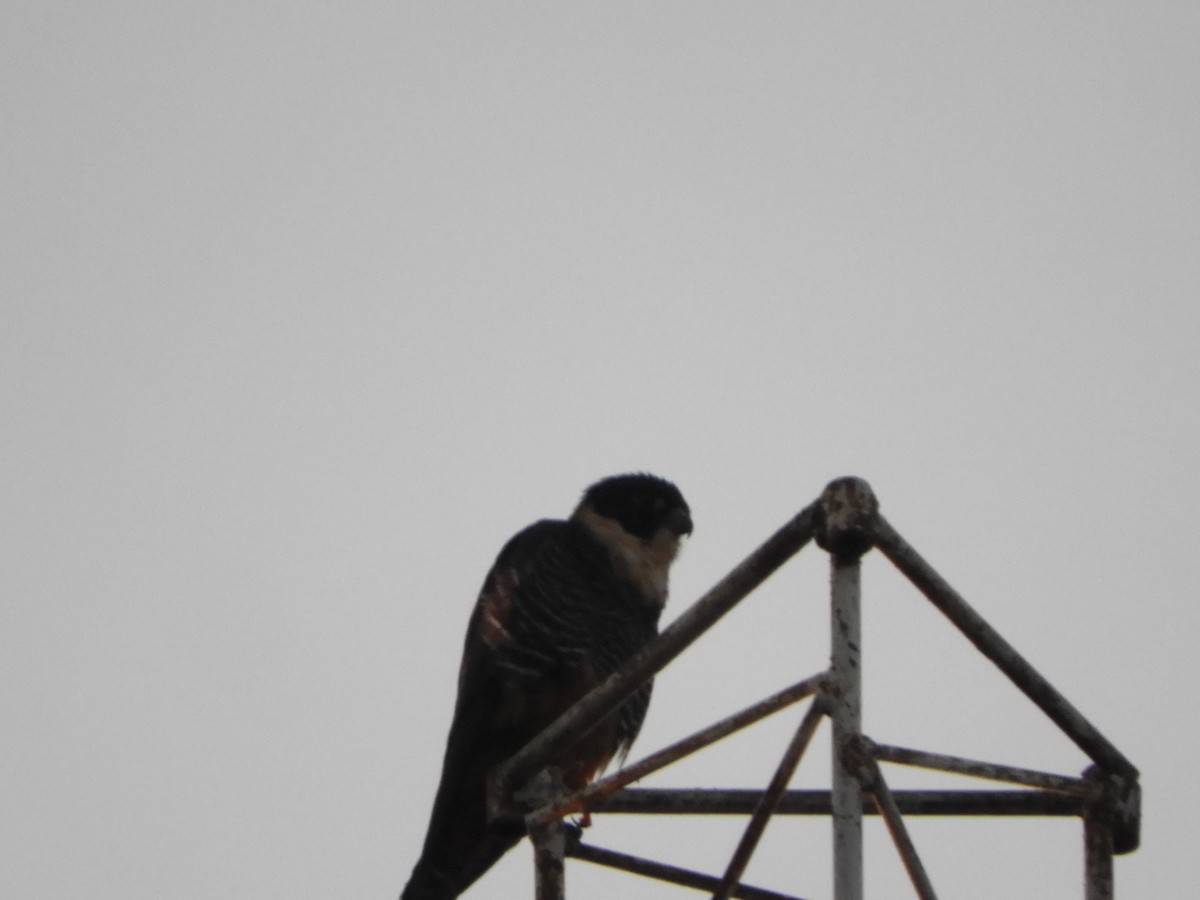 Bat Falcon - ML659050857