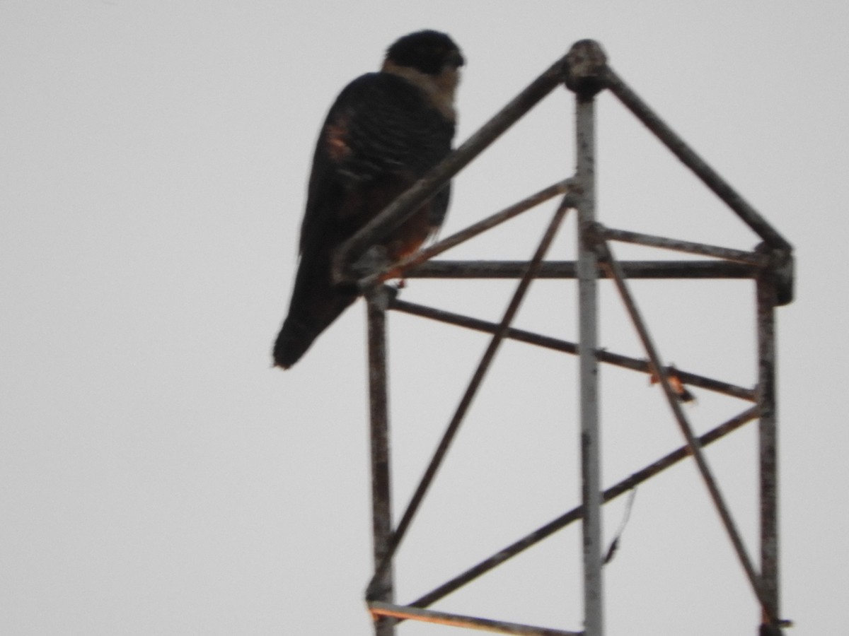 Bat Falcon - ML659050858