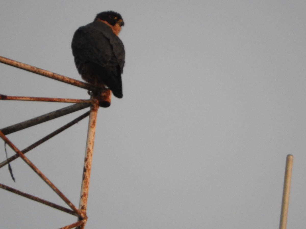 Bat Falcon - ML659050859