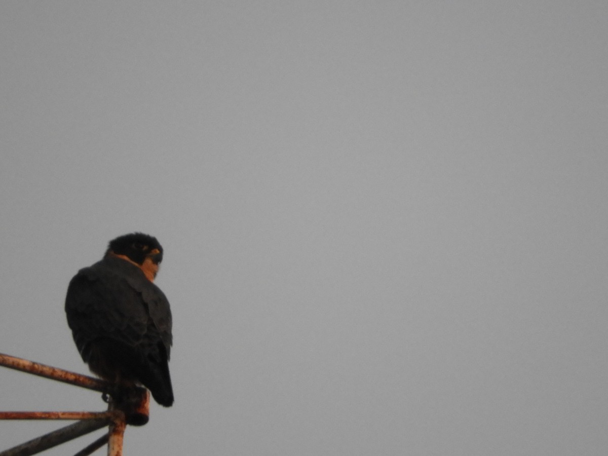 Bat Falcon - ML659050860