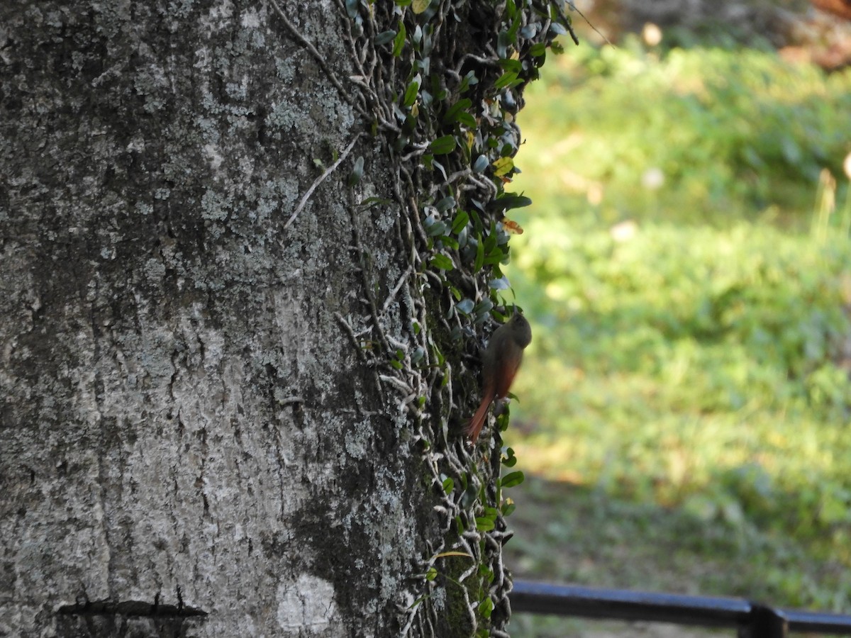 Olivaceous Woodcreeper - ML659050871