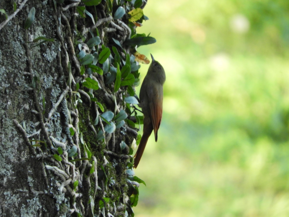 Olivaceous Woodcreeper - ML659050872