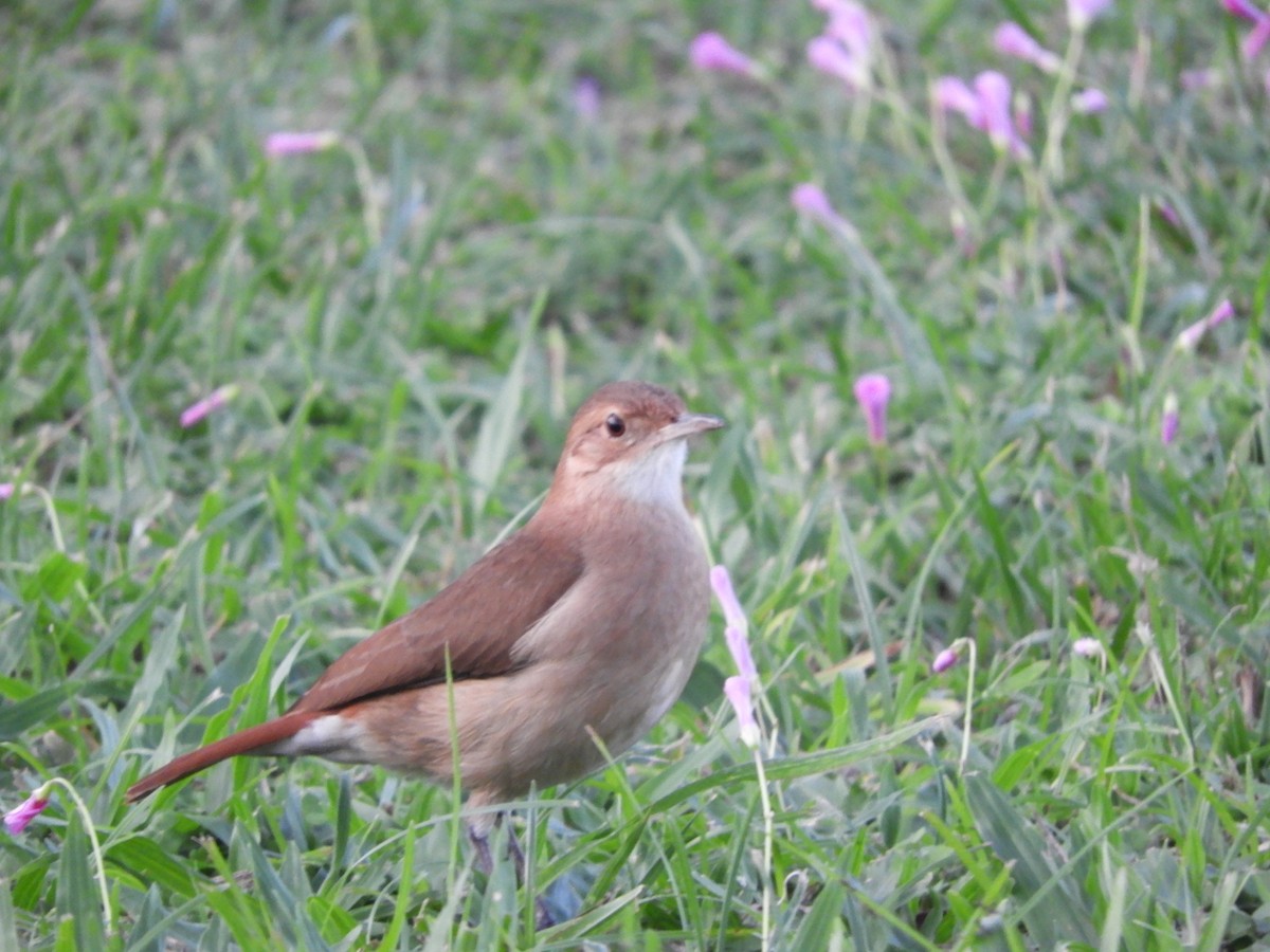 Rufous Hornero - ML659050889