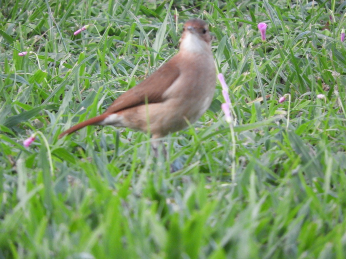 Rufous Hornero - ML659050890