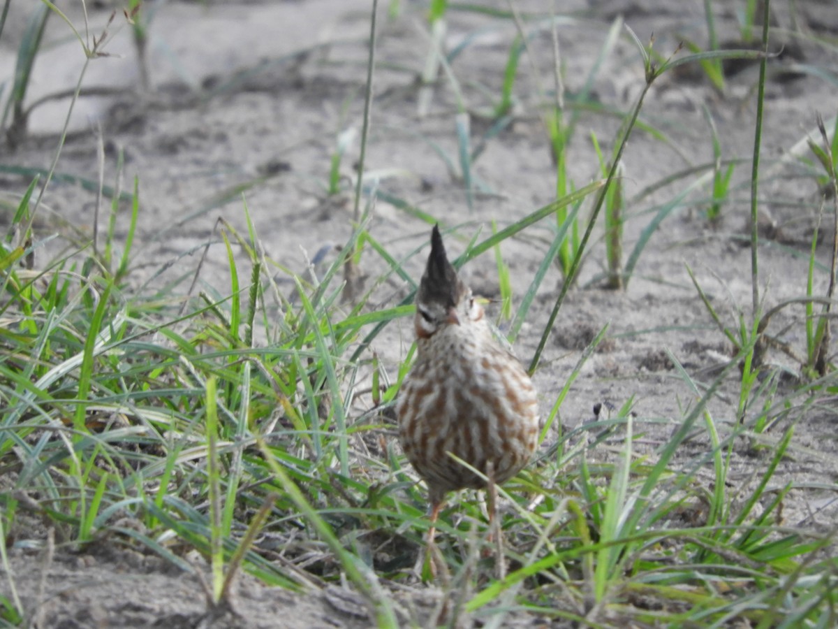 Lark-like Brushrunner - ML659050900