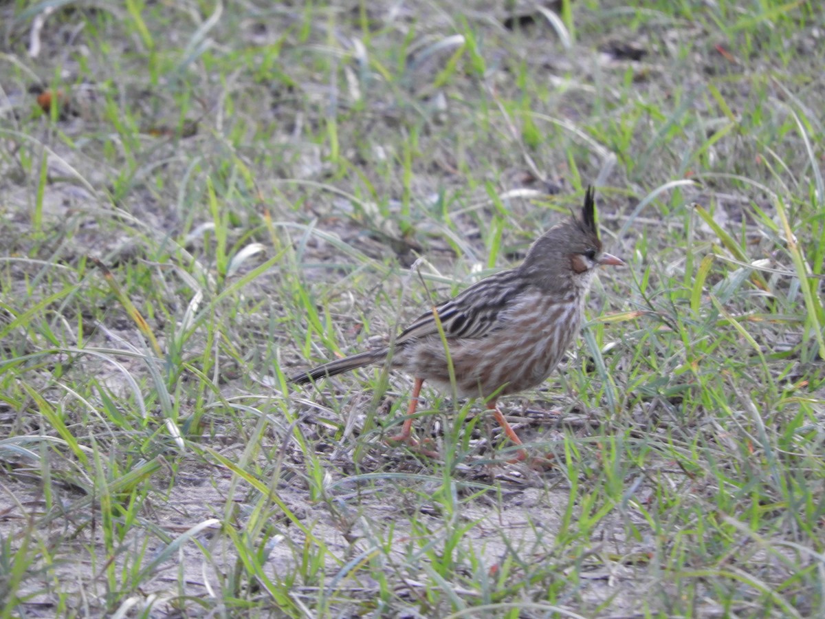 Lark-like Brushrunner - ML659050901