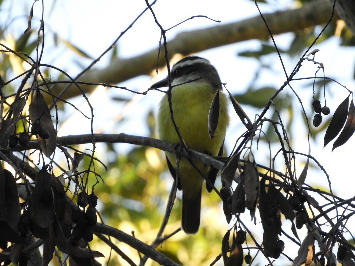 Great Kiskadee - ML659050910