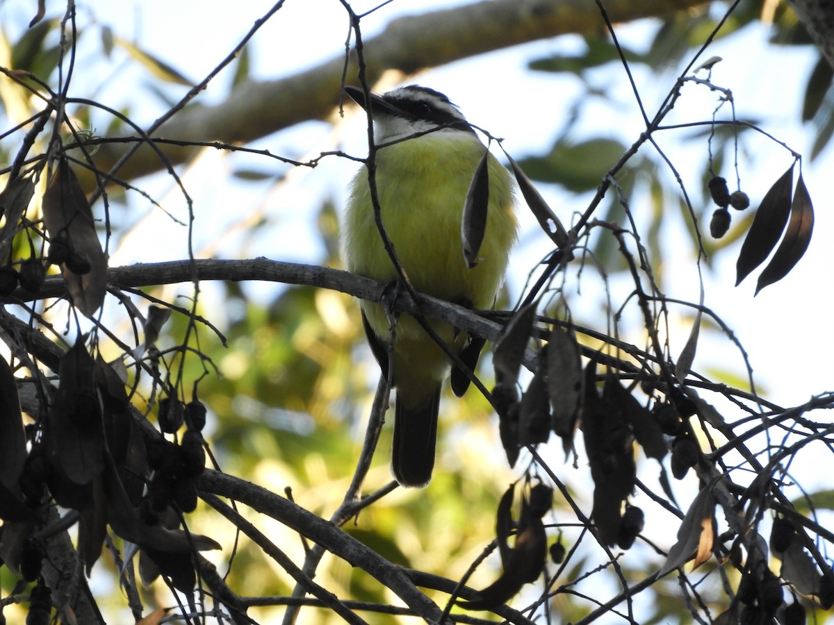 Great Kiskadee - ML659050911