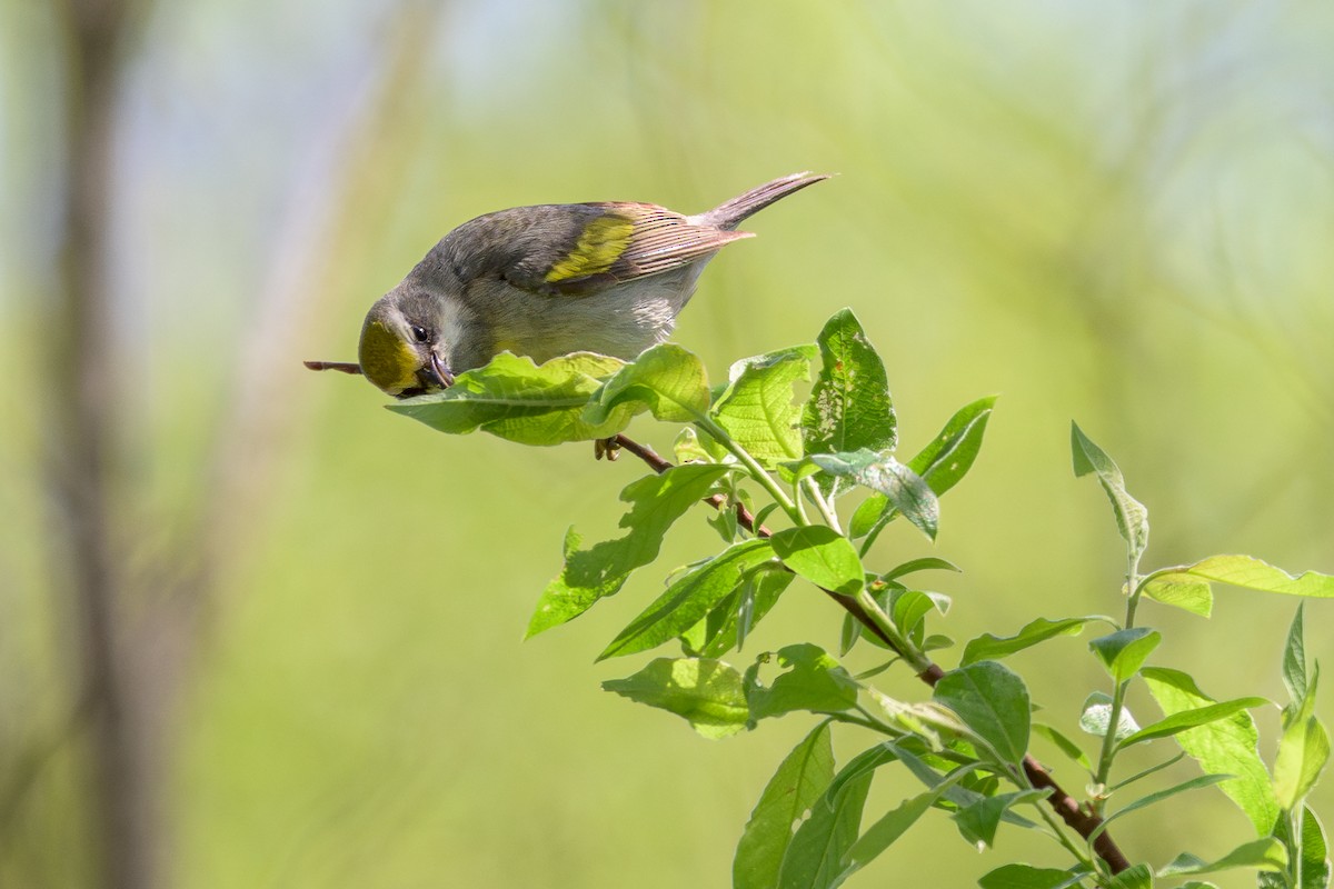 Golden-winged Warbler - ML659051070