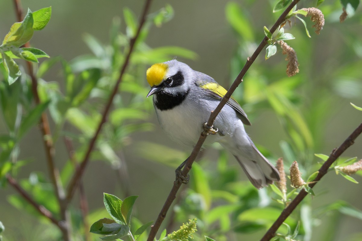 Golden-winged Warbler - ML659051071
