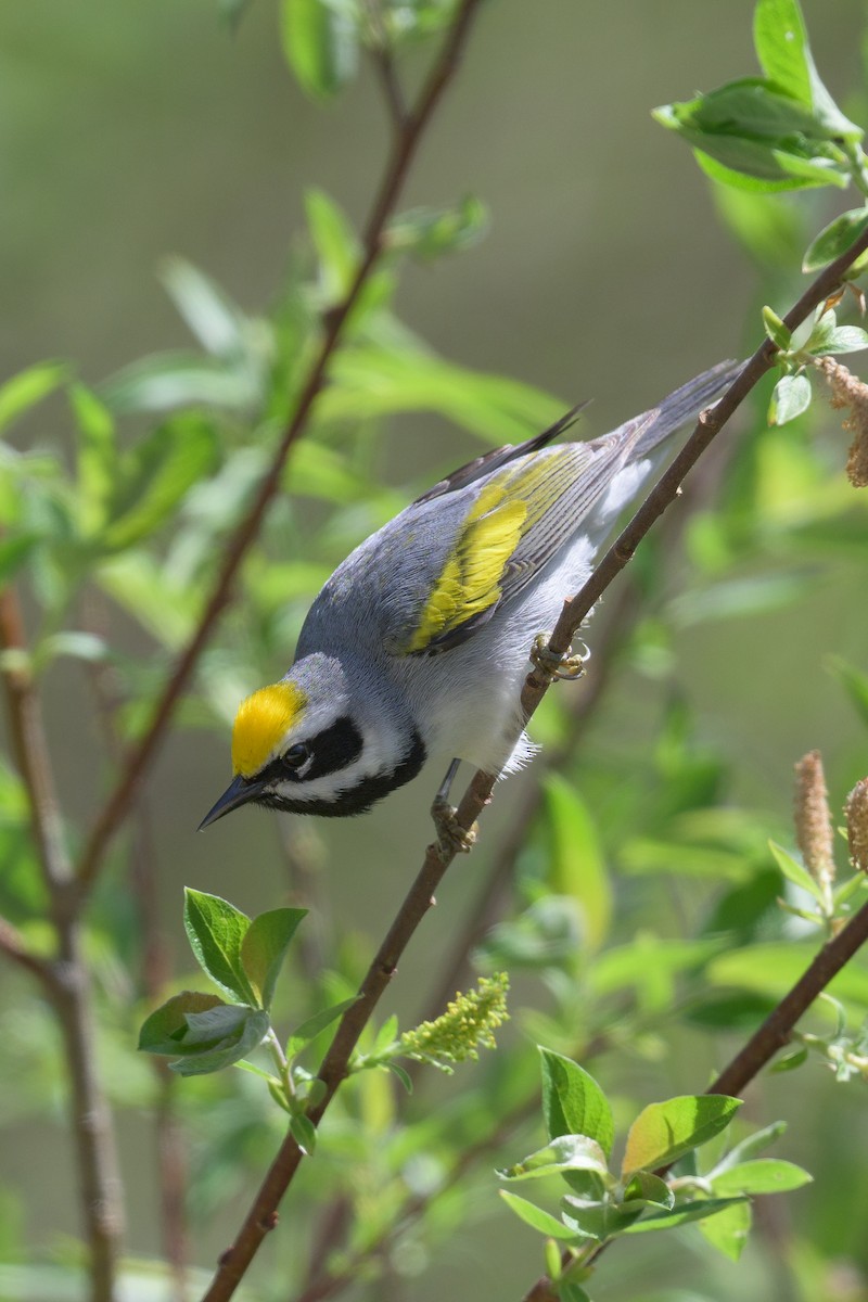 Golden-winged Warbler - ML659051072