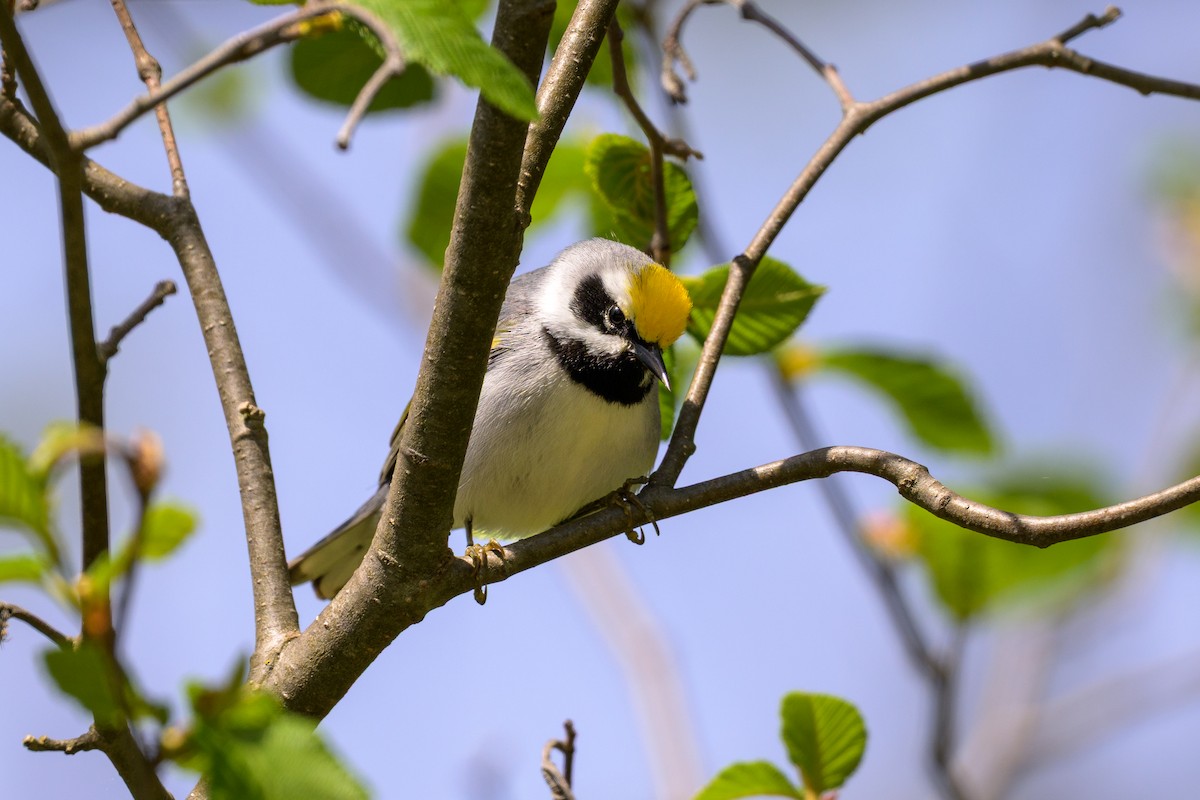 Golden-winged Warbler - ML659051073