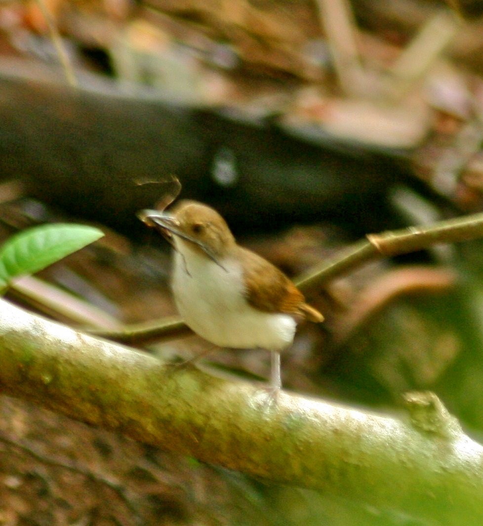 White-chested Babbler - ML659051284