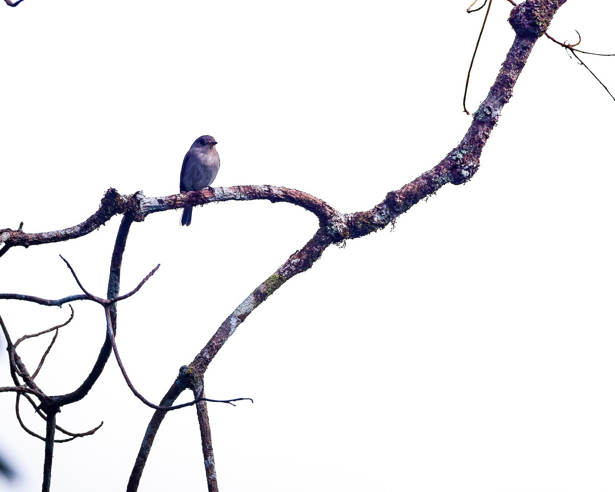 Sumba Brown Flycatcher - ML659051537