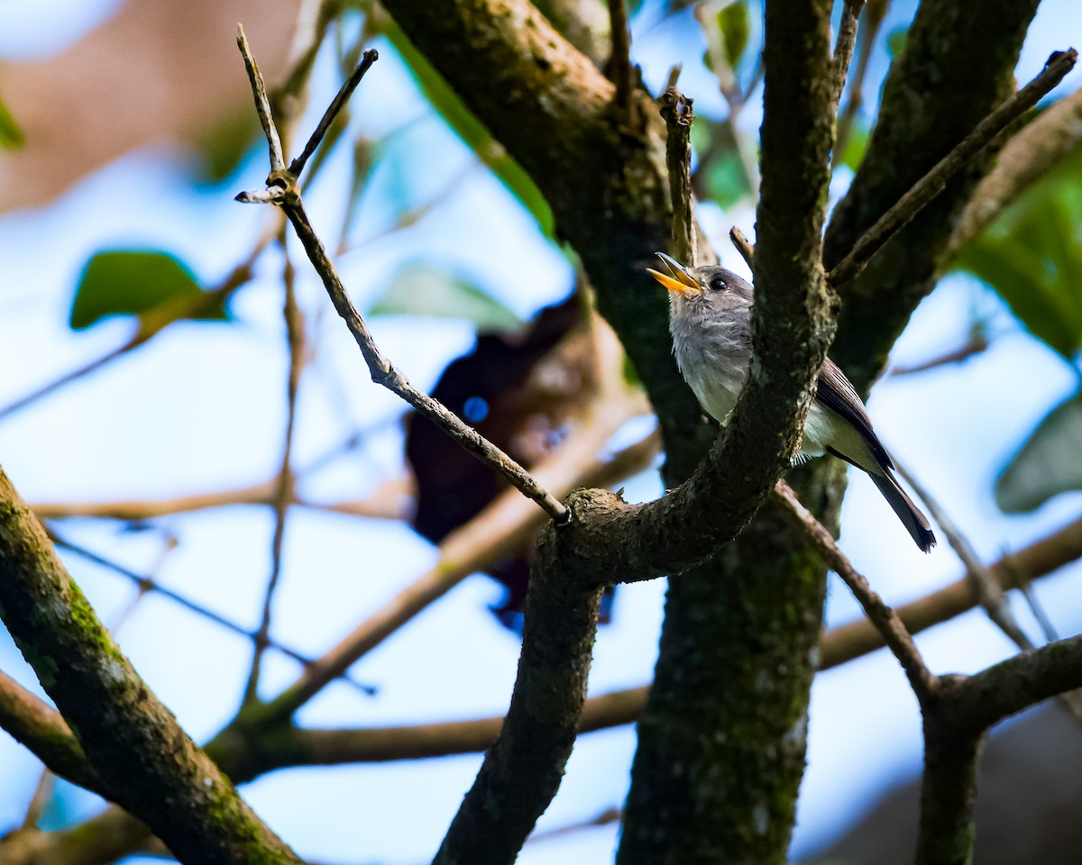Sumba Brown Flycatcher - ML659051538
