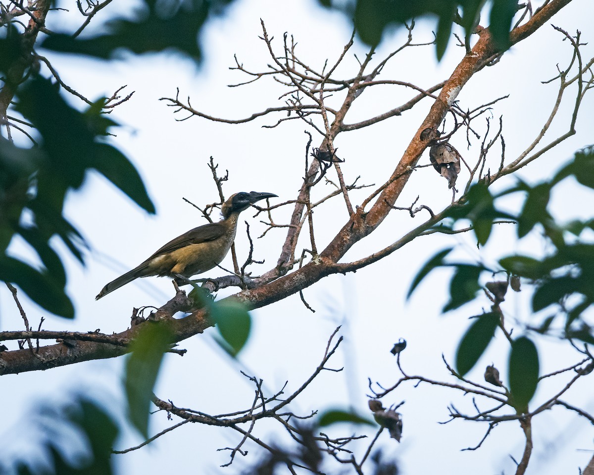 Helmeted Friarbird - ML659052292