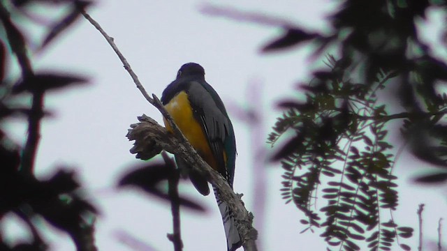 Gartered Violaceous Trogon - ML659053309