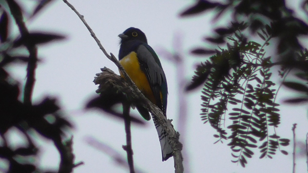 Gartered Violaceous Trogon - ML659053328
