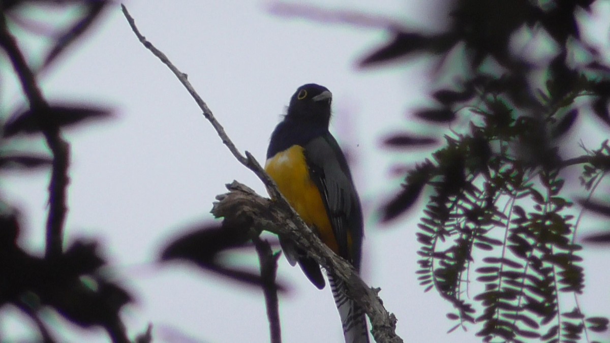 Gartered Violaceous Trogon - ML659053329