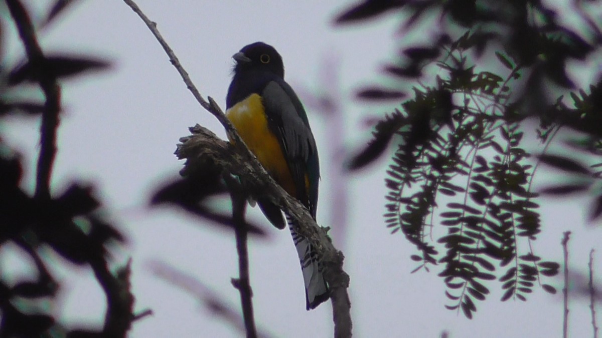 Gartered Violaceous Trogon - ML659053331